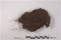 藏品(秋圓葉蘚)的圖片